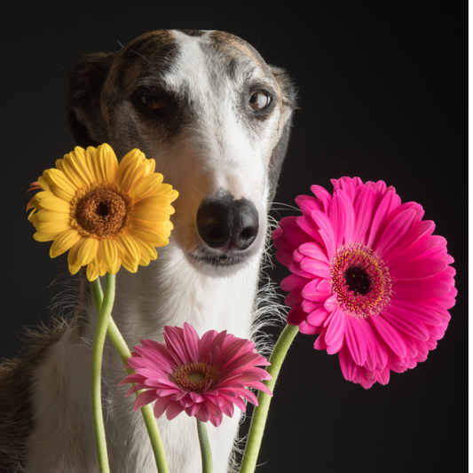 Donatie €10 - Bedankt voor je steun!
