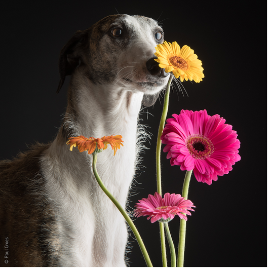 Donatie €5 - Bedankt voor je steun!