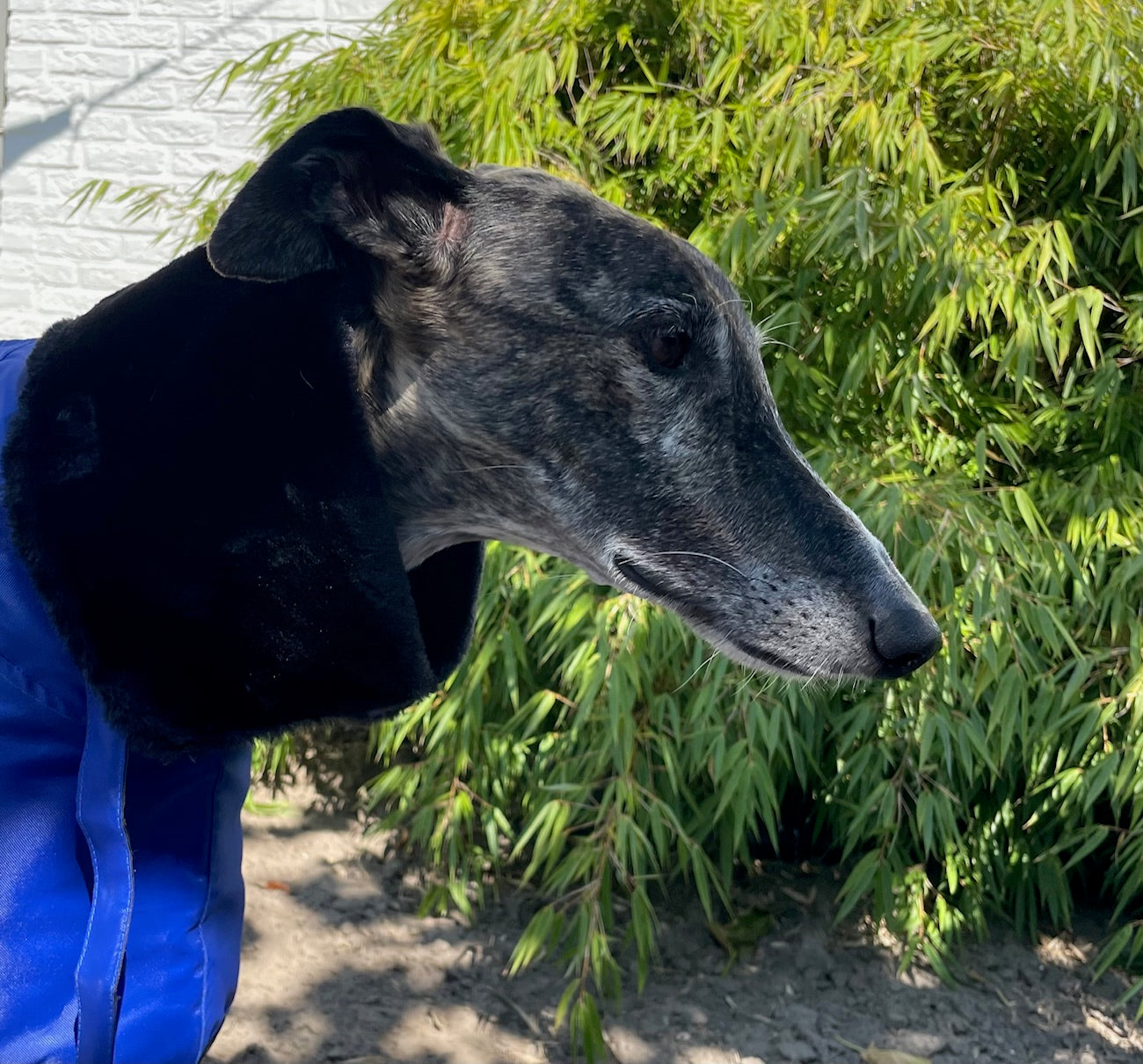 Galgo Winter Coat Blue