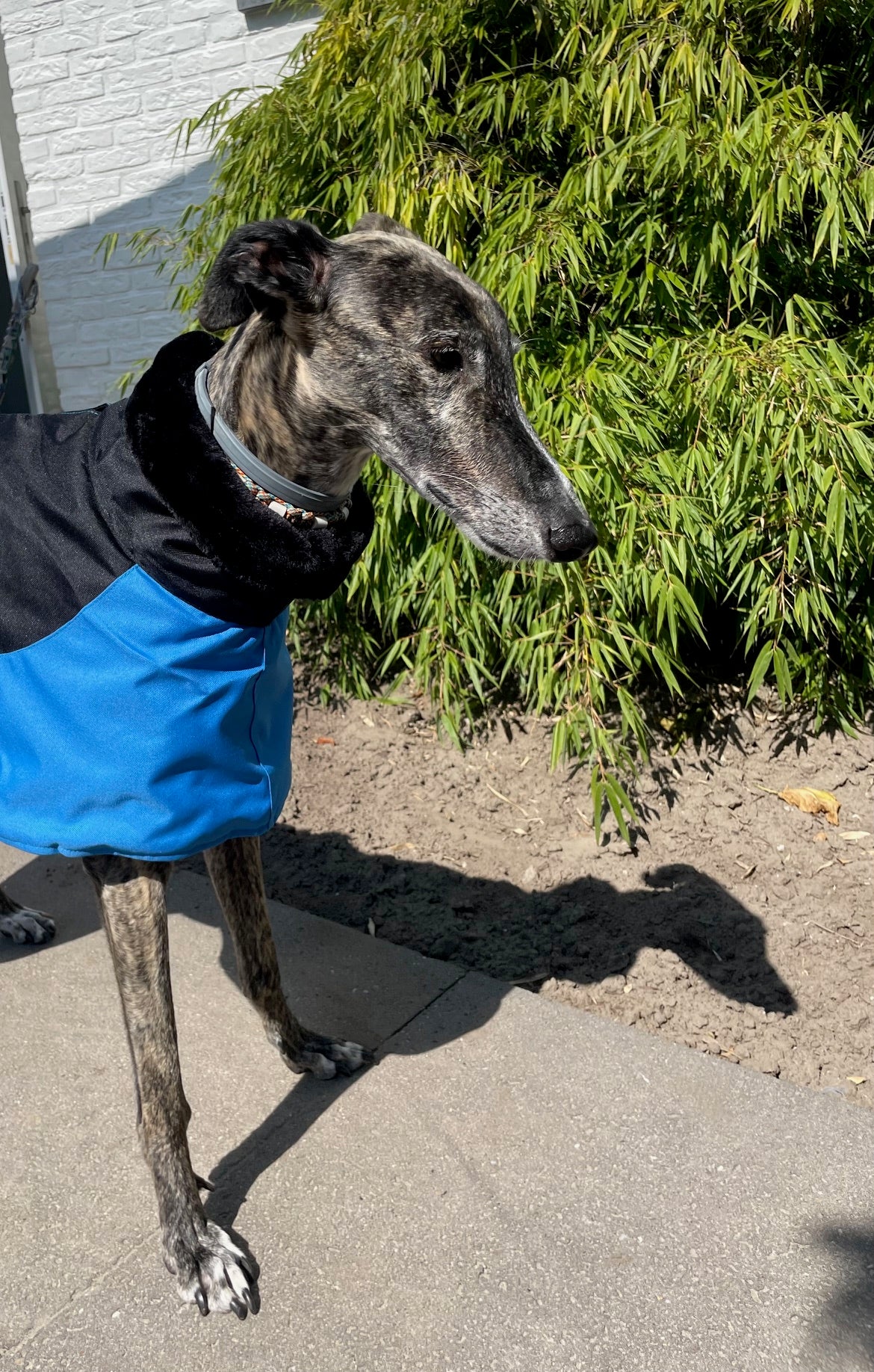 Windhond winterjas blauw zwart