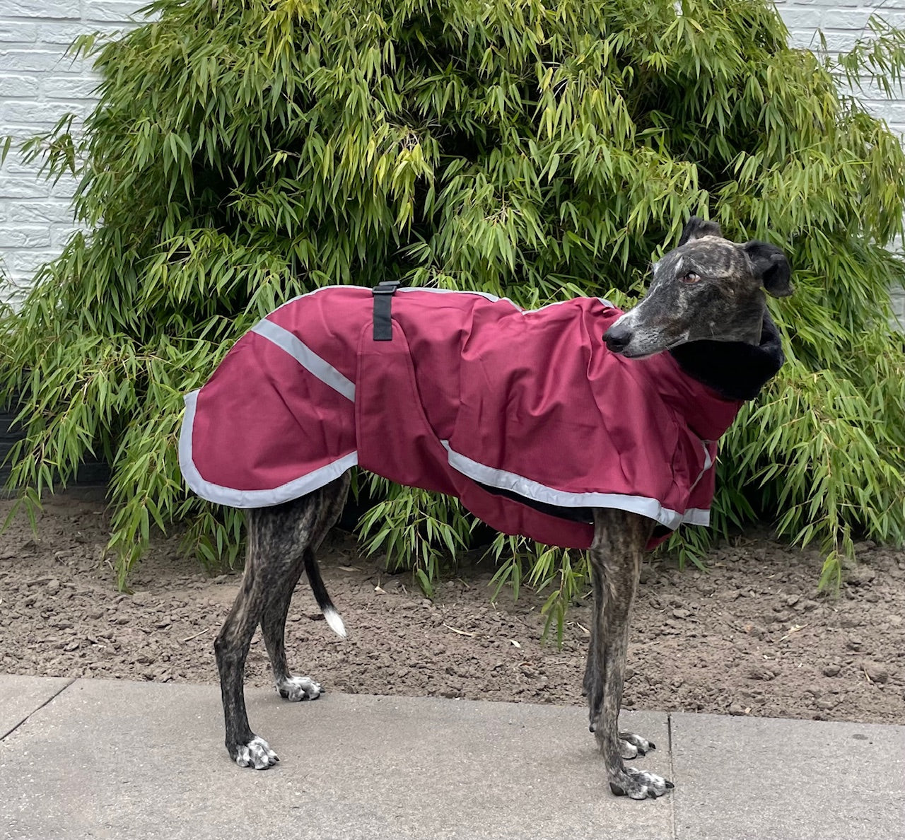 Galgo Winterjas Bordeaux