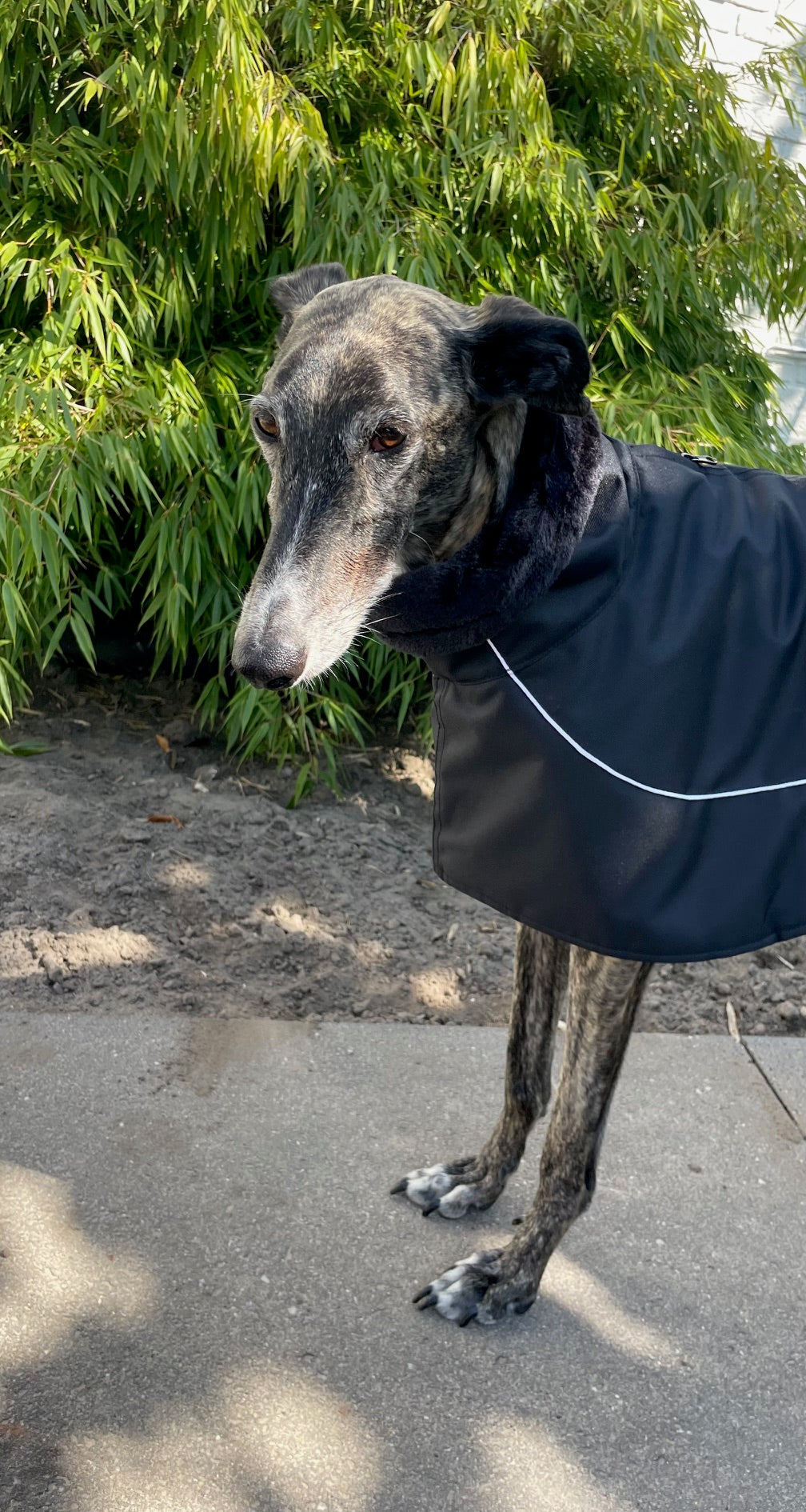 Galgo Winterjas Zwart