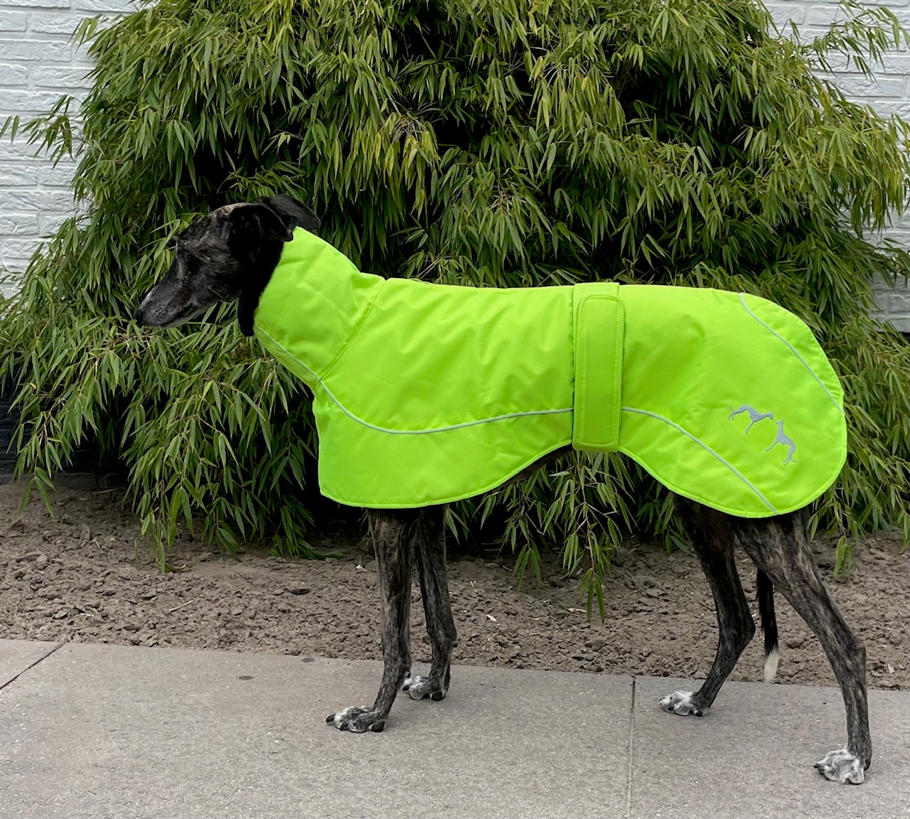 Windhond winterjas fluor groen